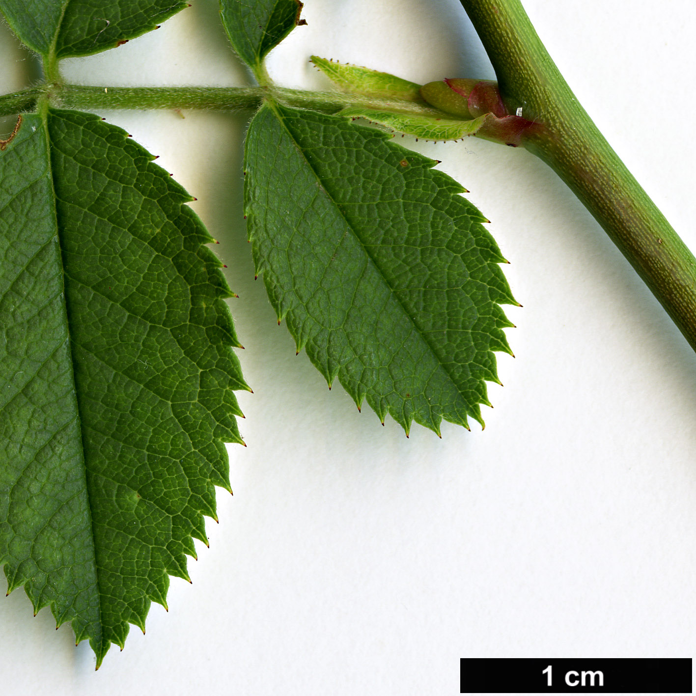 High resolution image: Family: Rosaceae - Genus: Rosa - Taxon: corymbifera - SpeciesSub: var. aemoniana